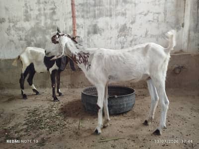 bakrian for sale