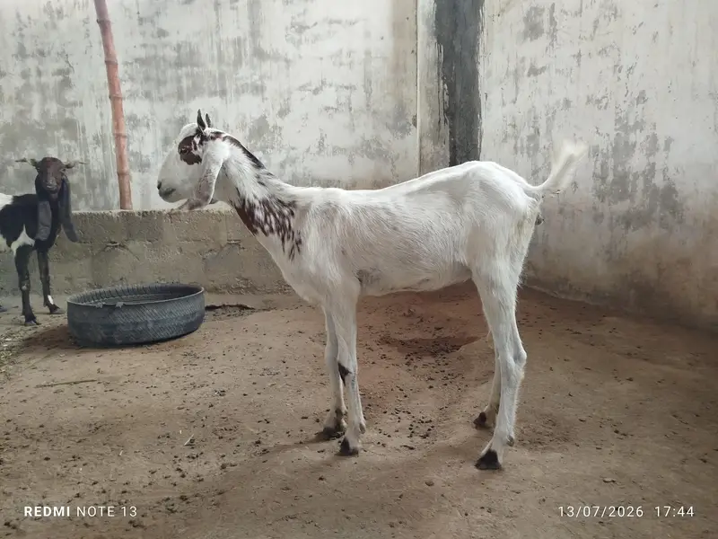 bakrian for sale — photo 2