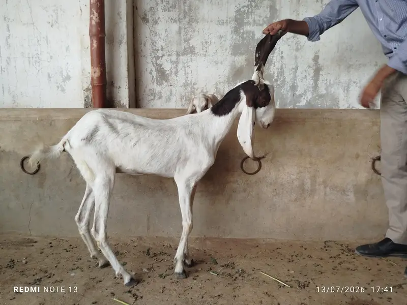 bakrian for sale — photo 3