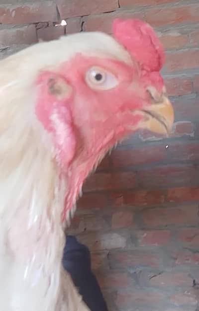 white shamo breeder male for sale A plus quality