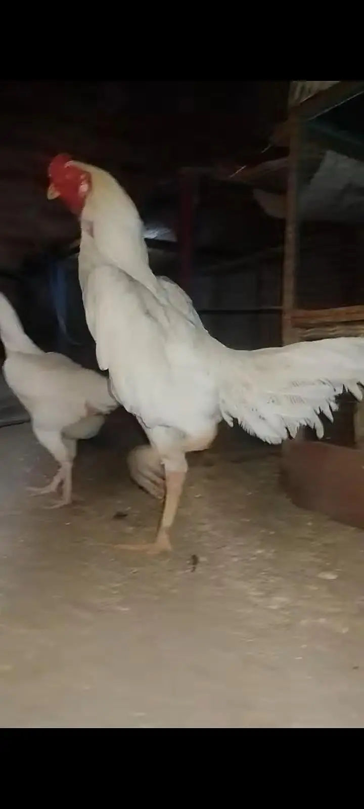 white shamo breeder male for sale A plus quality — photo 3