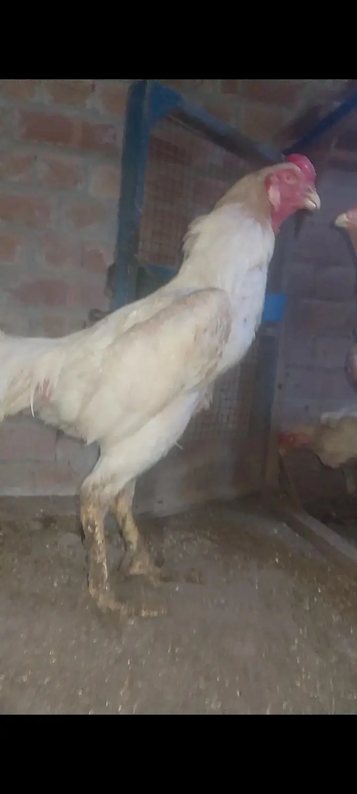 white shamo breeder male for sale A plus quality — photo 4