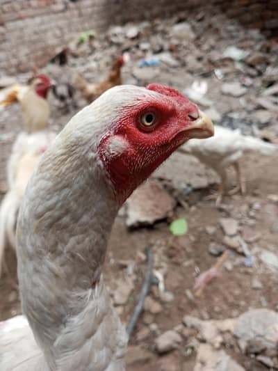 Heera Male Pathy 2