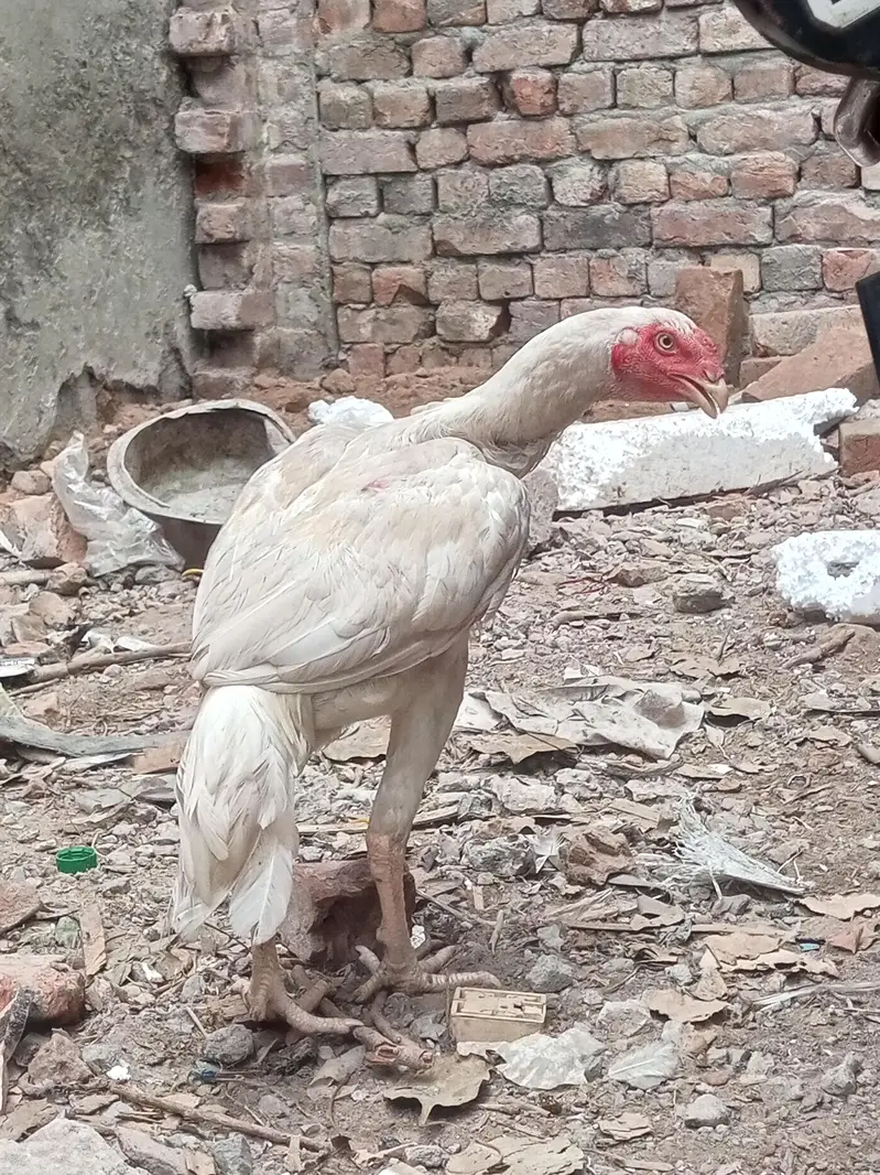 Heera Male Pathy 2 — photo 2