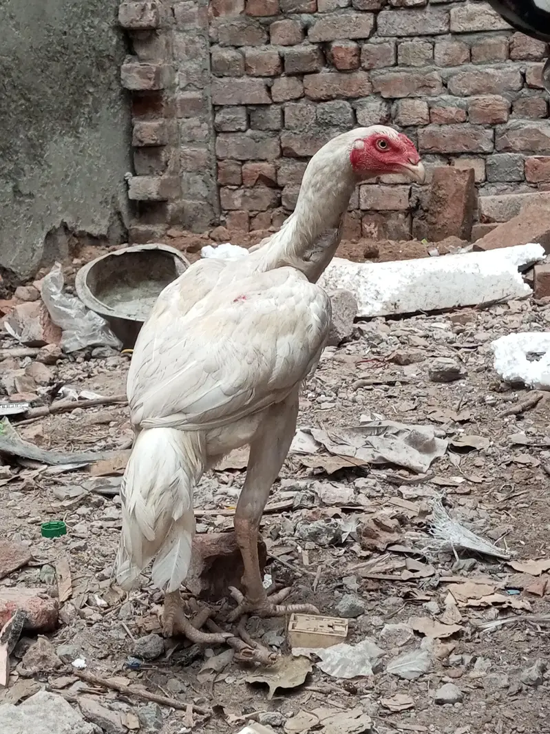 Heera Male Pathy 2 — photo 3