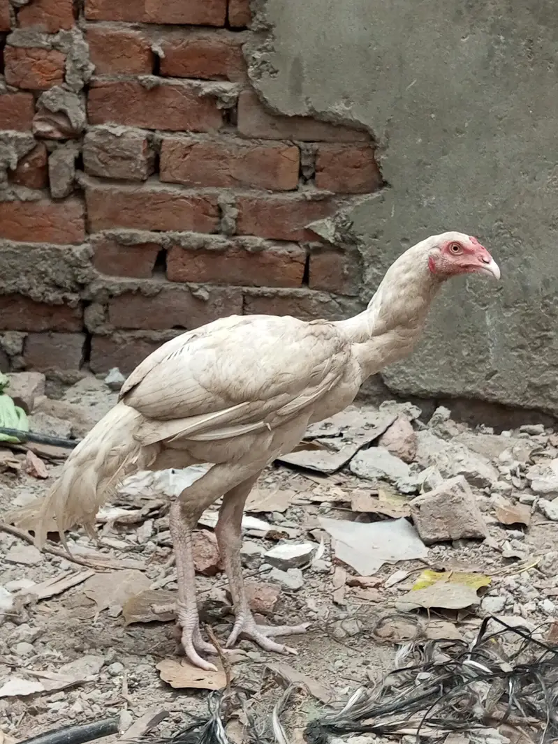 Heera Male Pathy 2 — photo 4