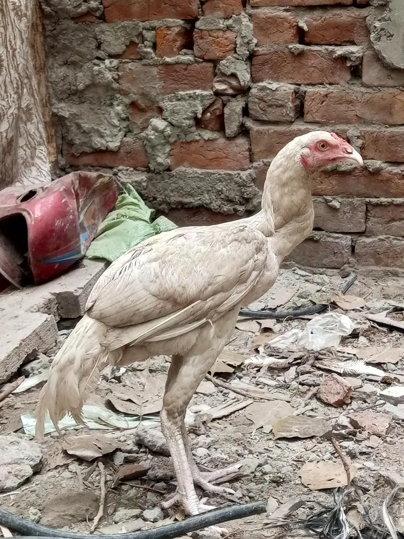 Heera Male Pathy 2 — photo 5