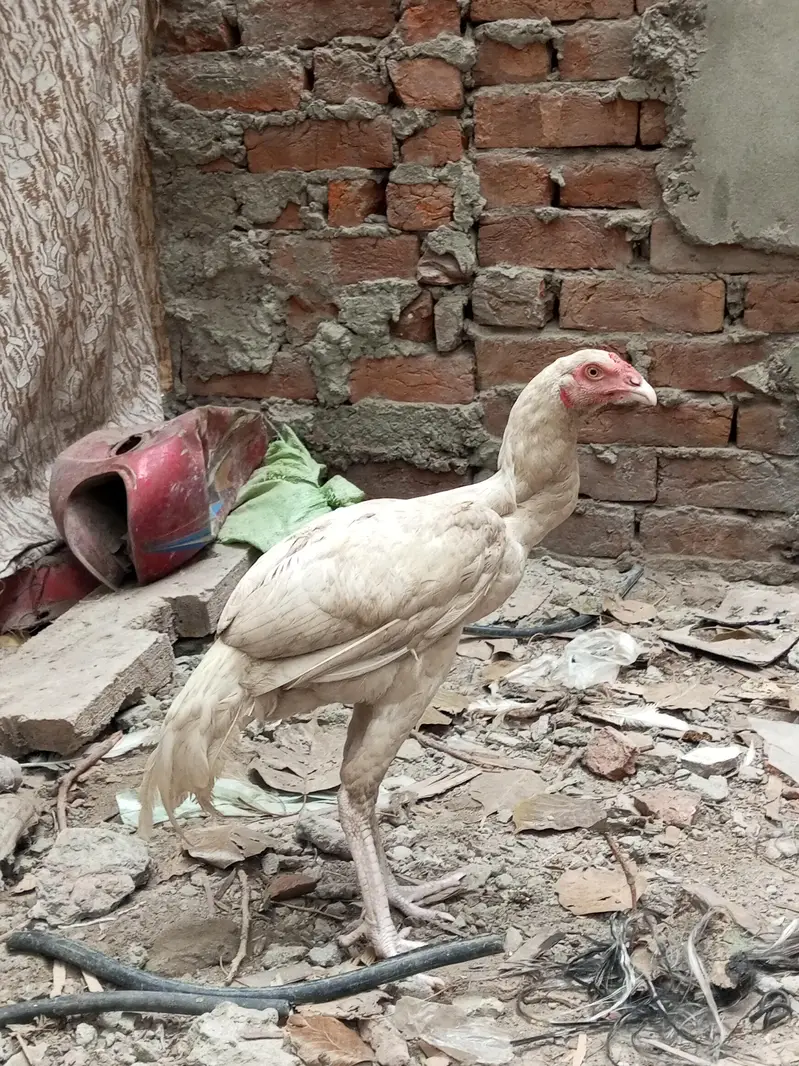 Heera Male Pathy 2 — photo 6