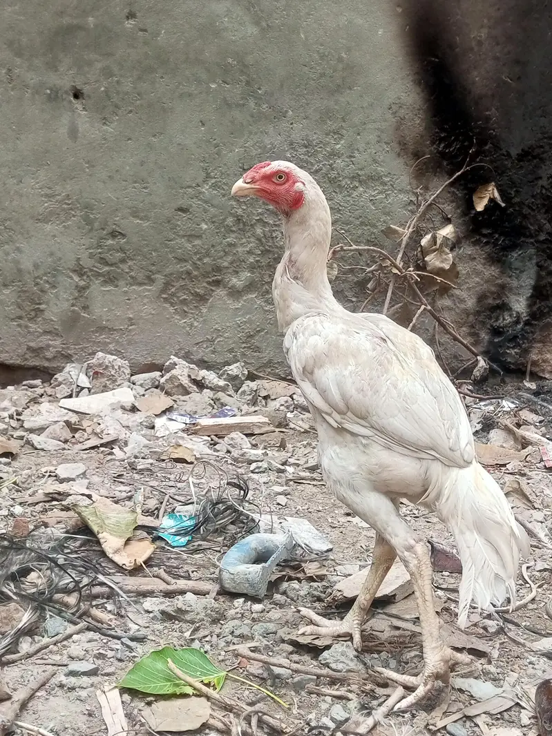 Heera Male Pathy 2 — photo 7
