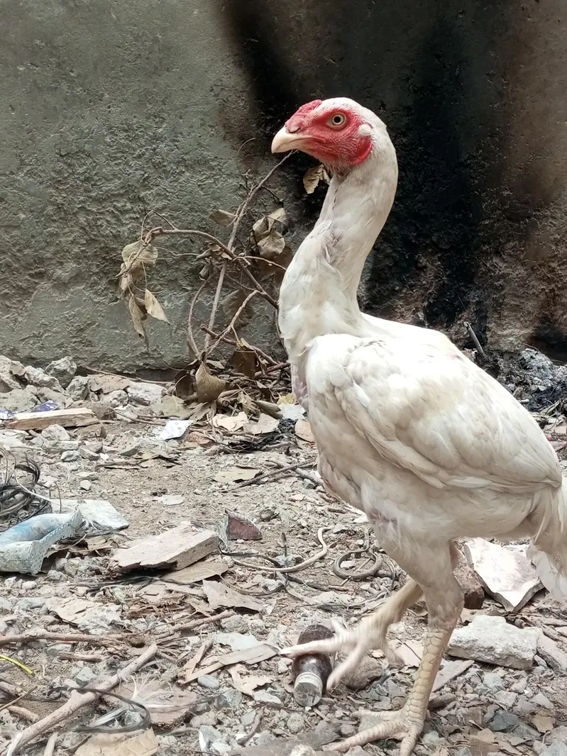 Heera Male Pathy 2 — photo 8