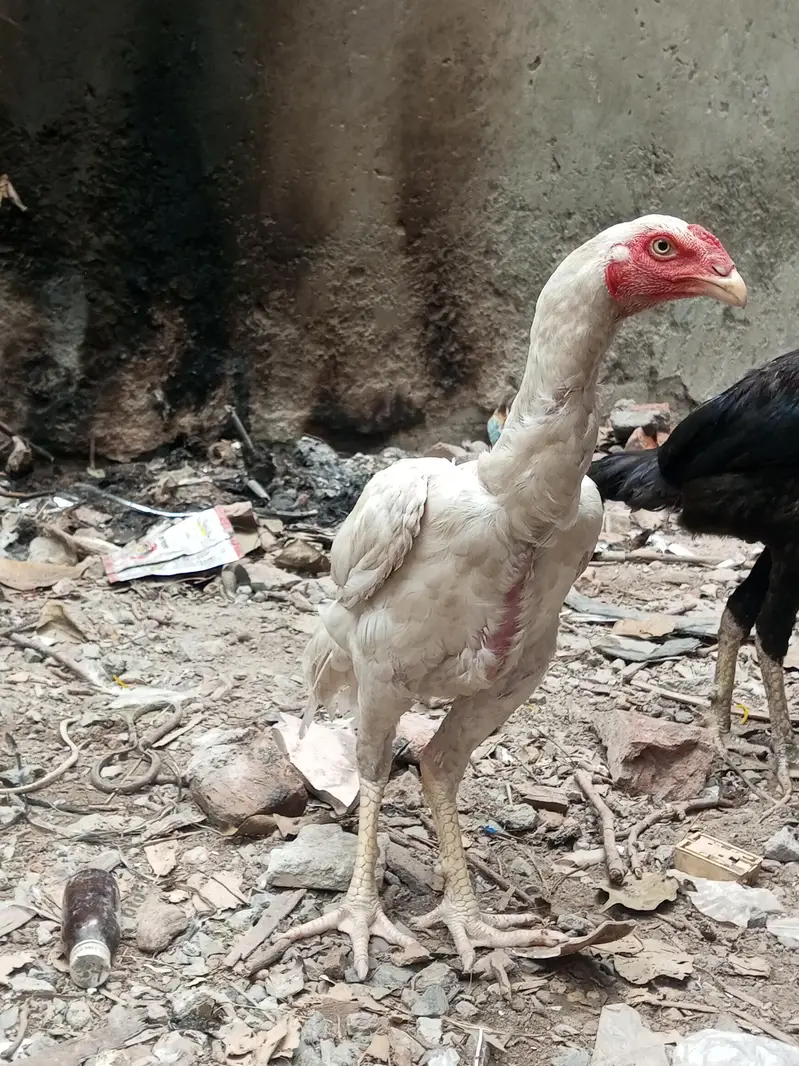 Heera Male Pathy 2 — photo 9