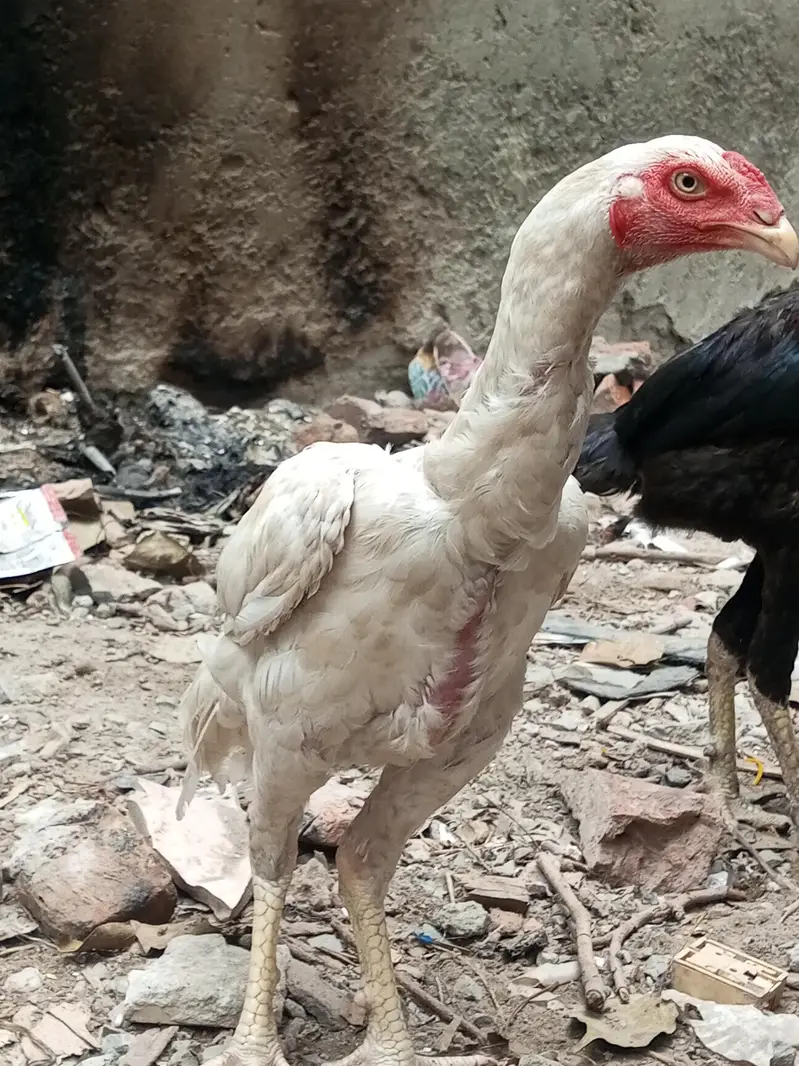 Heera Male Pathy 2 — photo 10