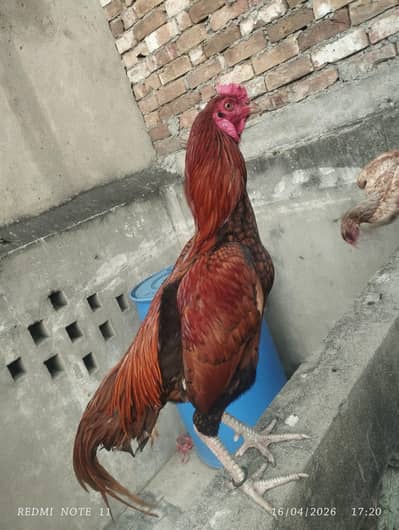 Aseel male for sale