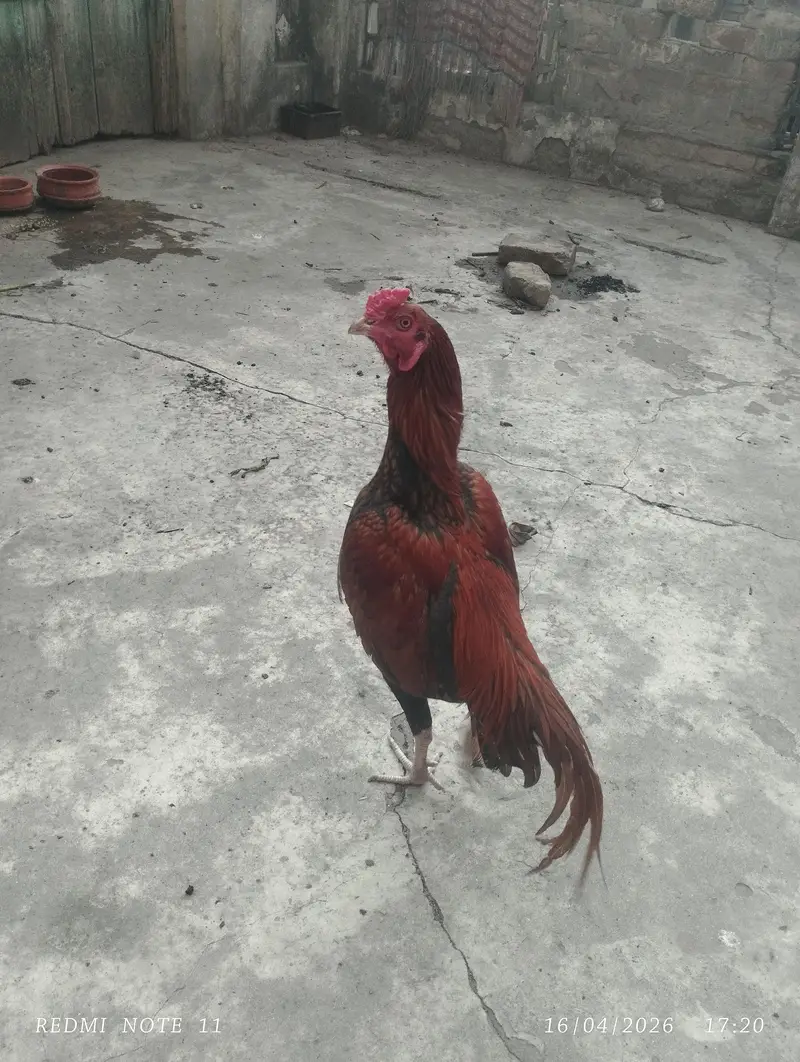 Aseel male for sale — photo 2