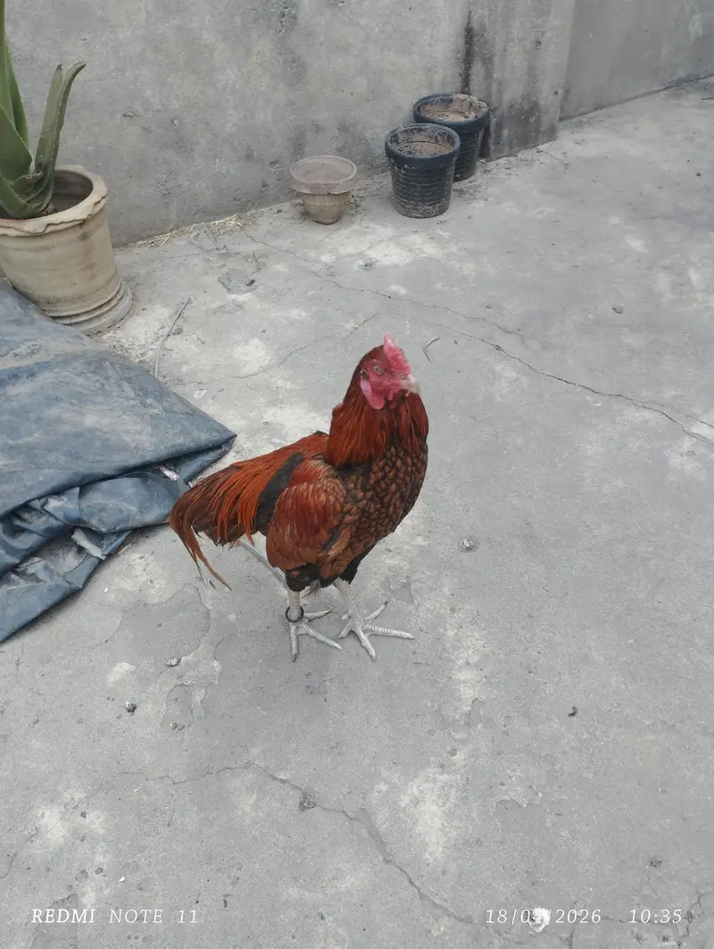 Aseel male for sale — photo 3