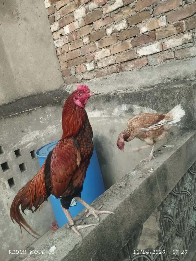 Aseel male for sale — photo 4
