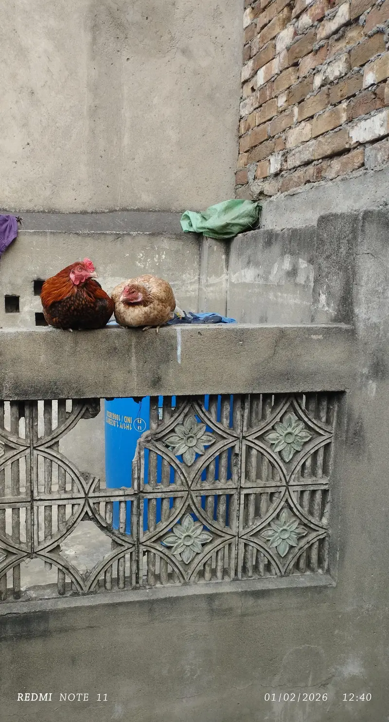 Aseel male for sale — photo 5