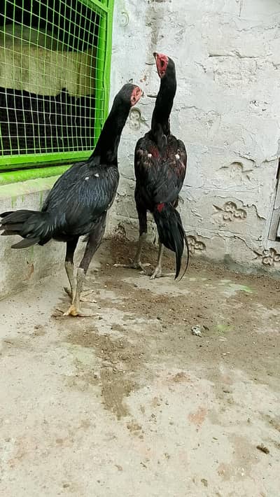 penas pakoya