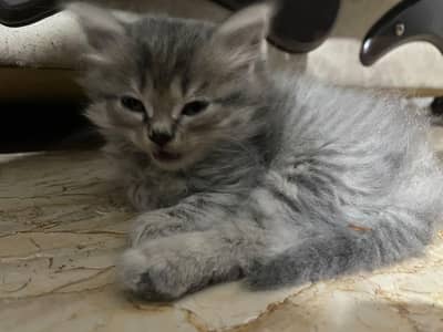 Grey triple coated Persian kittens available for sale 03174931559