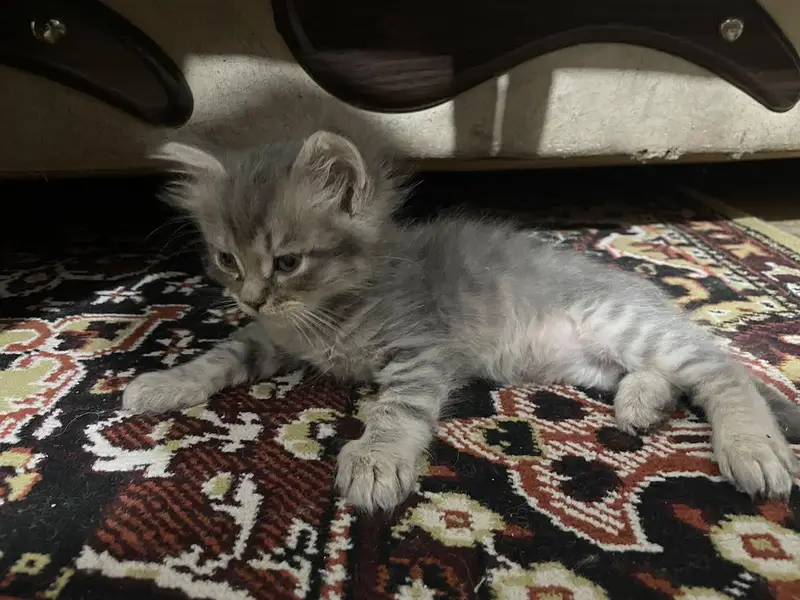 Grey triple coated Persian kittens available for sale 03174931559 — photo 2