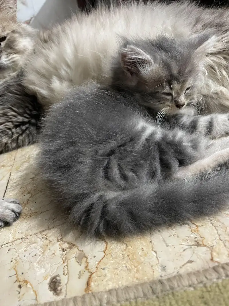 Grey triple coated Persian kittens available for sale 03174931559 — photo 3