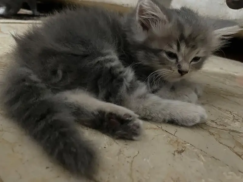 Grey triple coated Persian kittens available for sale 03174931559 — photo 4