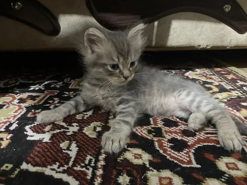 Grey triple coated Persian kittens available for sale 03174931559 — photo 5