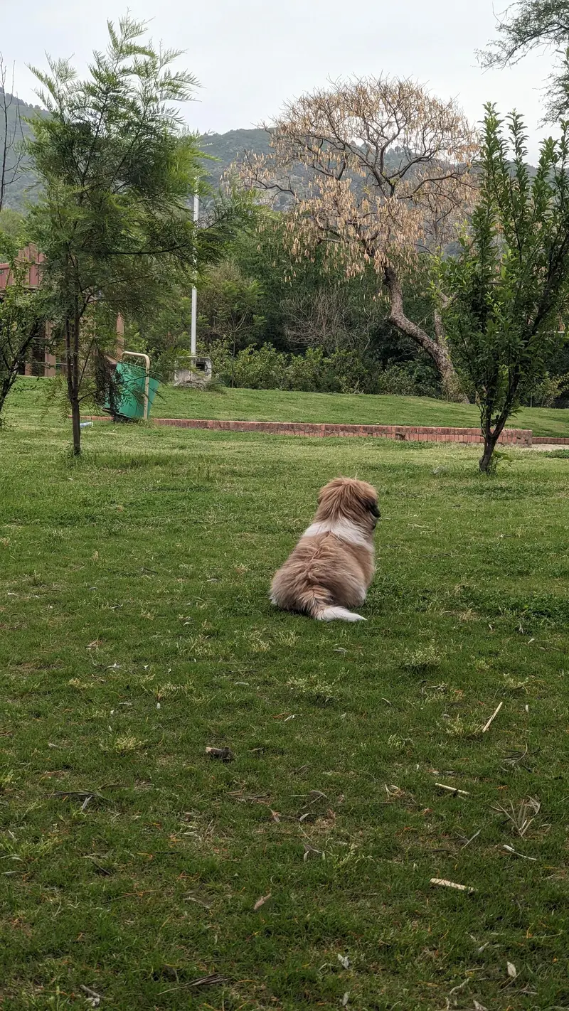 Shitzu — photo 4