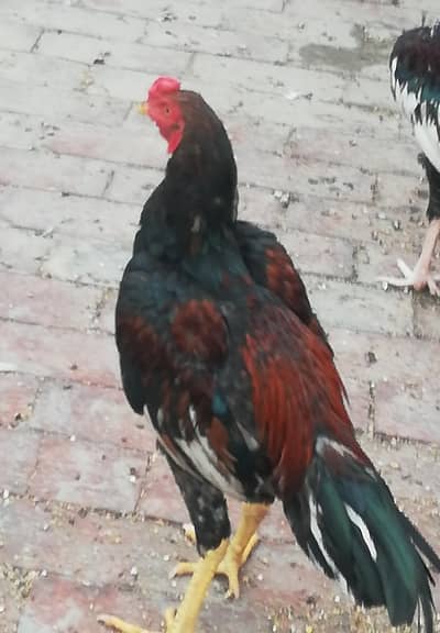 aseel patha