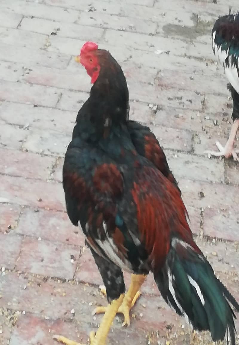 aseel patha 0