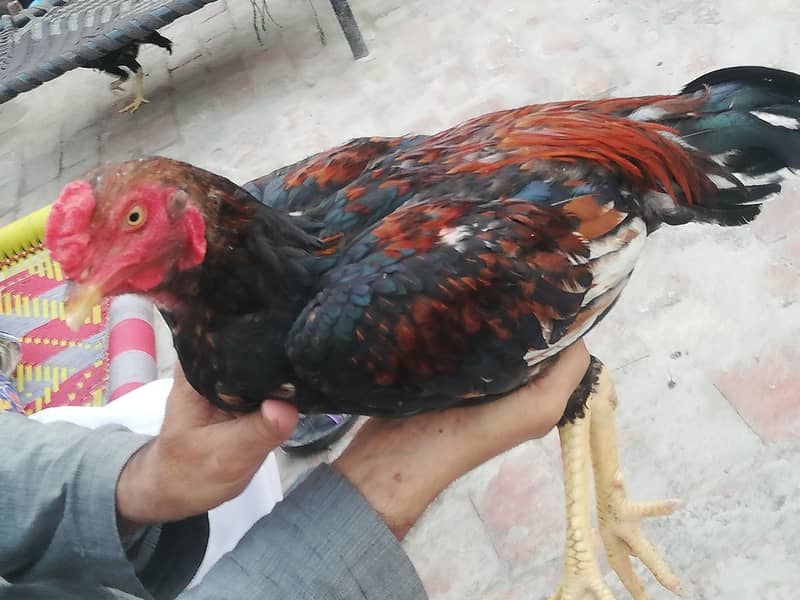 aseel patha 1