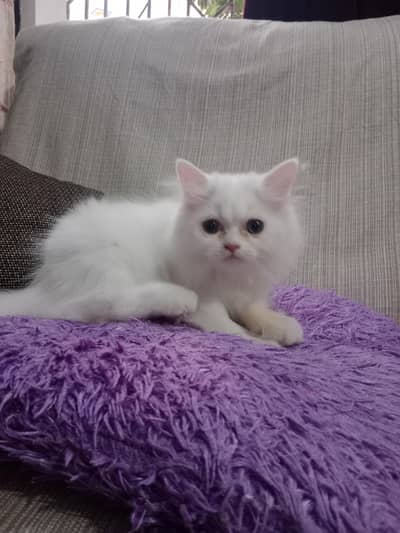 pure white female persian