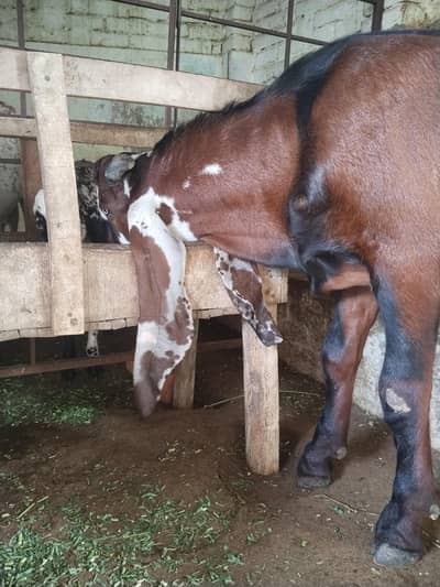betal goat/breeding k liy /3knot 4r sale