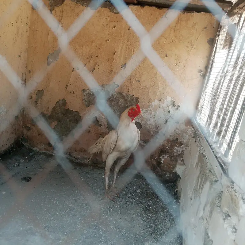 wight china aseel — photo 5