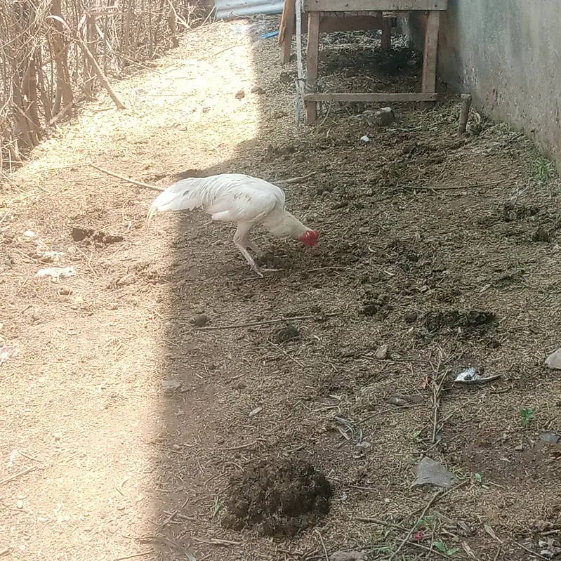 wight china aseel — photo 6