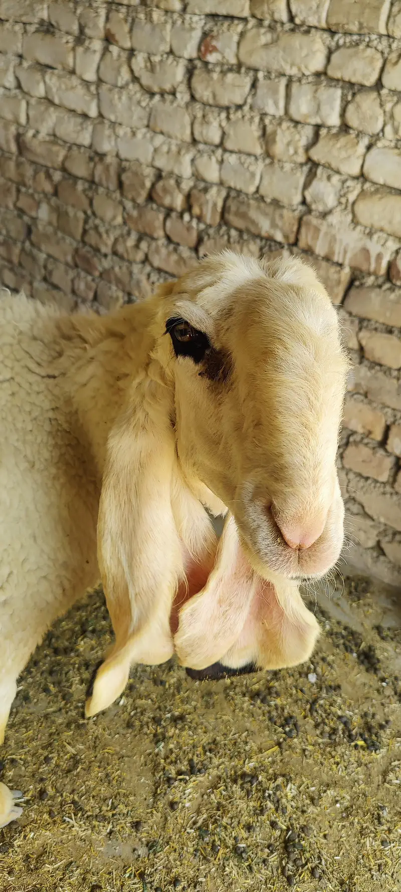panjabi. — photo 3