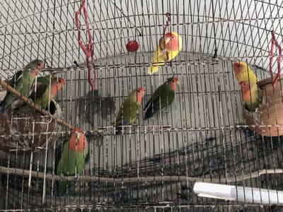 Love Birds (Roseicollis)