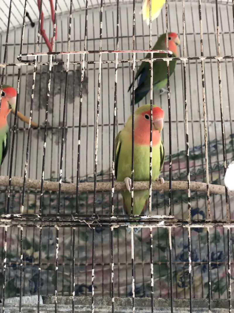 Love Birds (Roseicollis) — photo 3