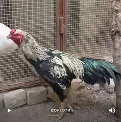 Aseel home breed available for the Sale