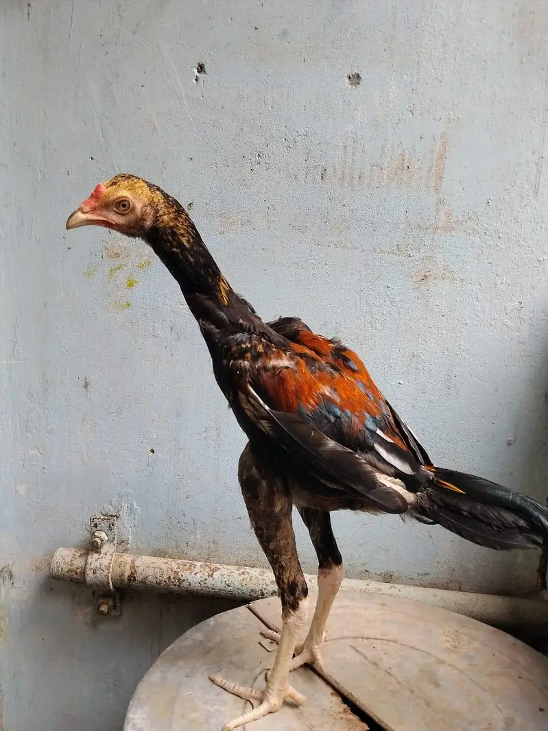 2 aseel pathe or ak Madi pathi — photo 2