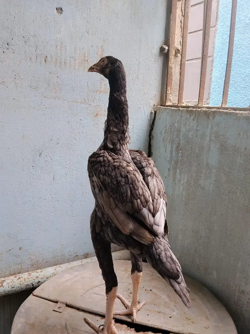 2 aseel pathe or ak Madi pathi — photo 5