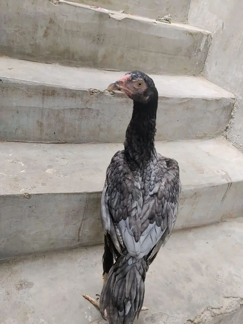 2 aseel pathe or ak Madi pathi — photo 8