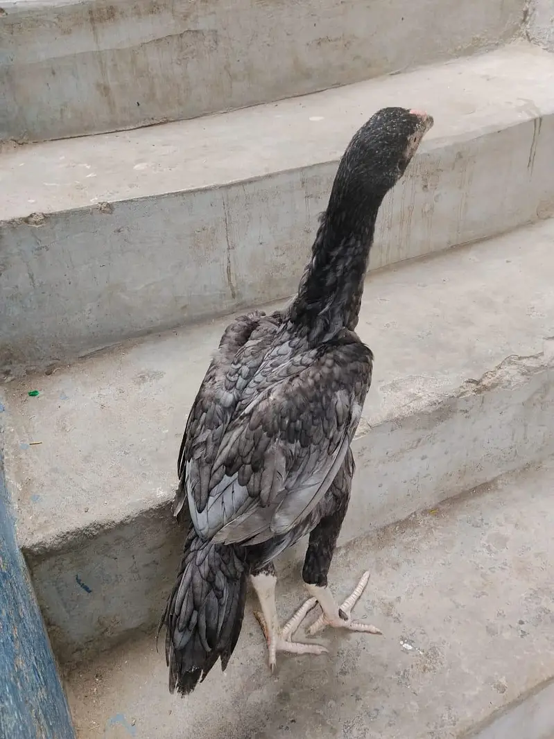 2 aseel pathe or ak Madi pathi — photo 10