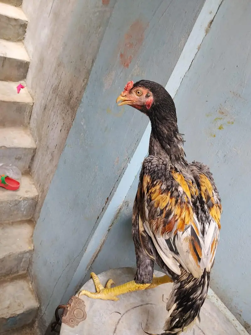 2 aseel pathe or ak Madi pathi — photo 12