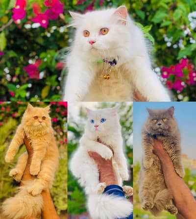 Parshion punch face kittens