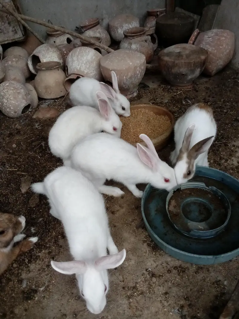 Rabbit  Bunnies — photo 4