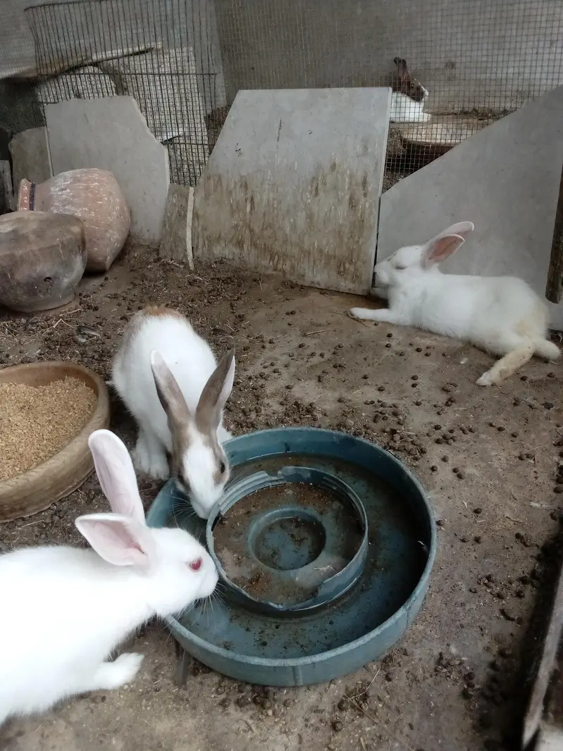 Rabbit  Bunnies — photo 5