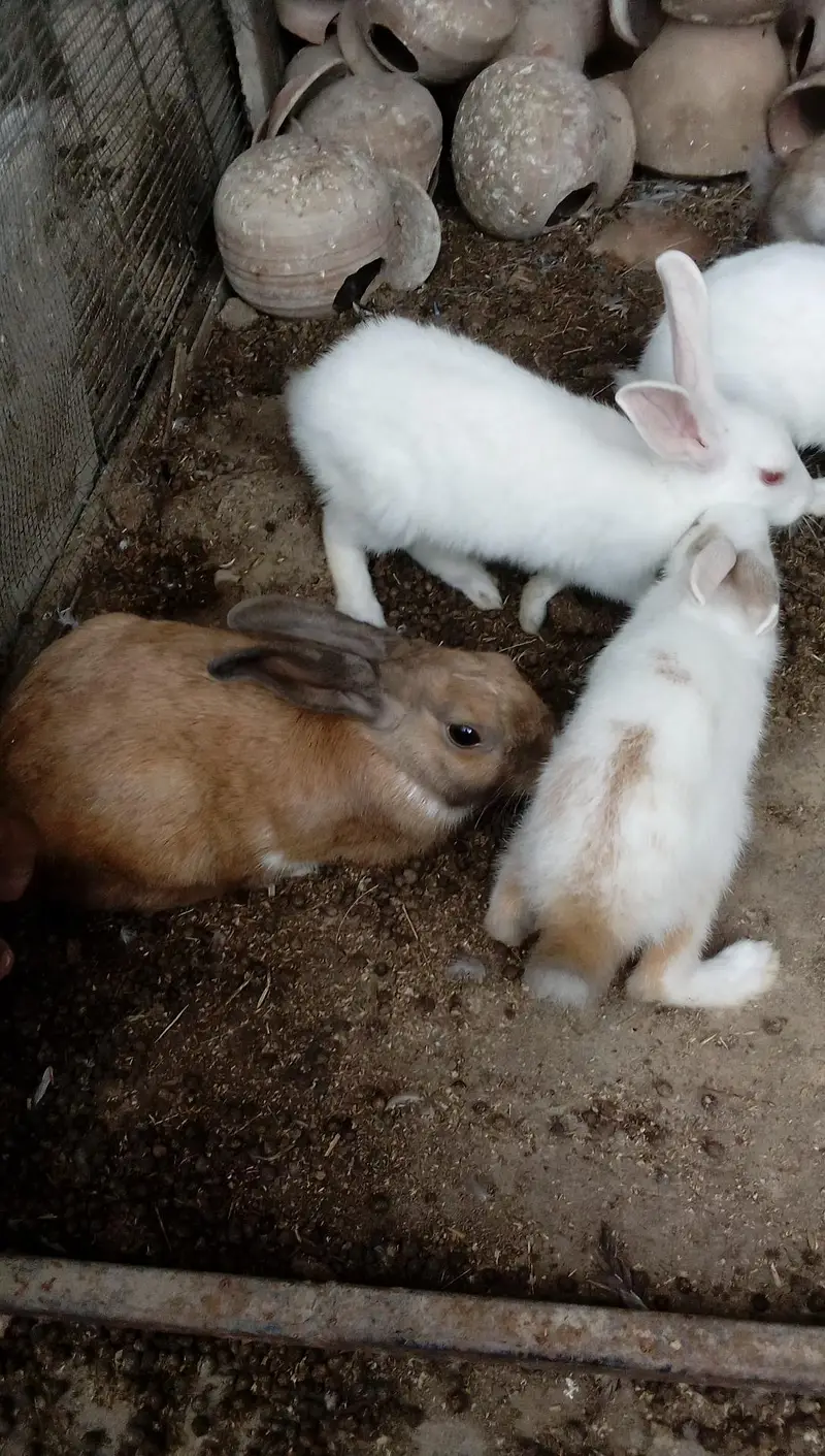 Rabbit  Bunnies — photo 6
