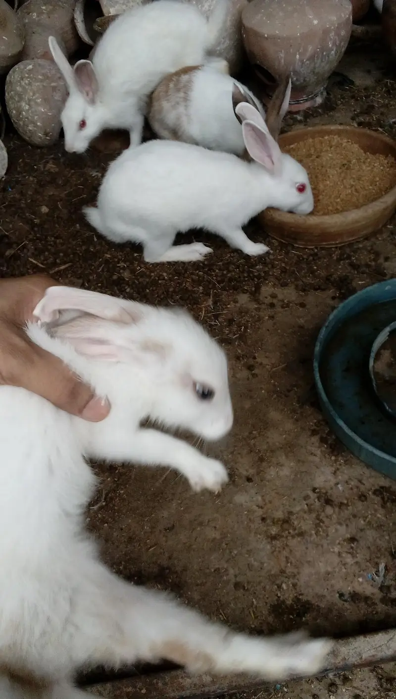 Rabbit  Bunnies — photo 7