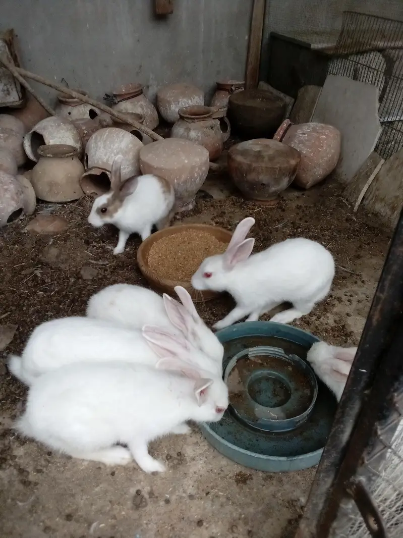 Rabbit  Bunnies — photo 8